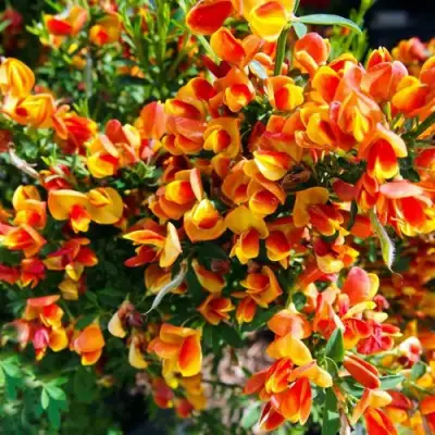 Ракитник АНДРЕАНУС в Молодечно