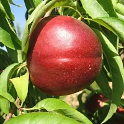 Нектарин ФАНТАЗИЯ в Молодечно