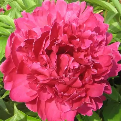 Пион ПУРПУРНЫЙ ФЕНИКС травянистый в Молодечно