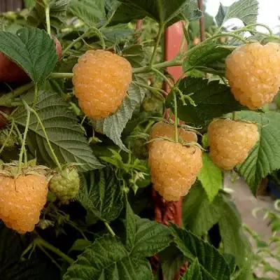 Малина ЗЮГАНА ЗОЛОТАЯ в Молодечно