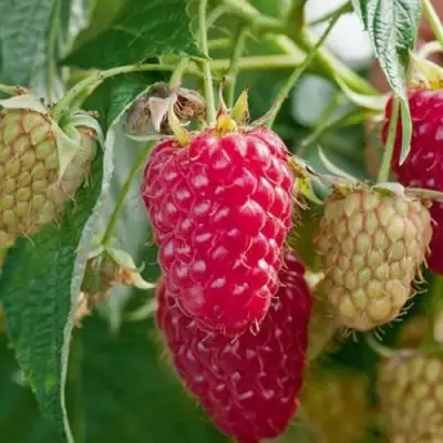 Малина МАРАСТАР в Молодечно