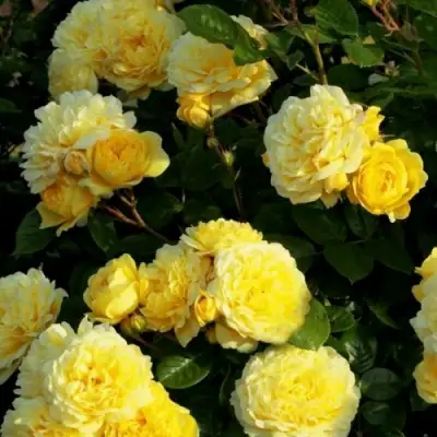 Роза АНИ ДЮПРЕЙ флорибунда в Молодечно