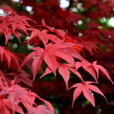 Клен гиннала  в Молодечно