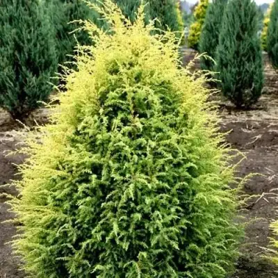 Можжевельник ГОЛД КОН обыкновенный в Молодечно