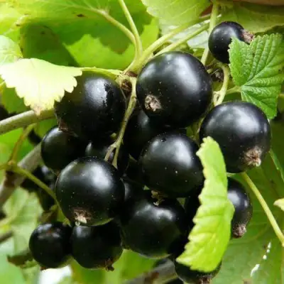 Смородина чёрная ГЕРКУЛЕС в Молодечно