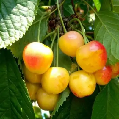 Черешня ЯНТАРНАЯ в Молодечно