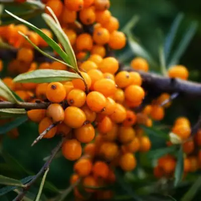 Облепиха МОСКОВСКАЯ ПРОЗРАЧНАЯ в Молодечно