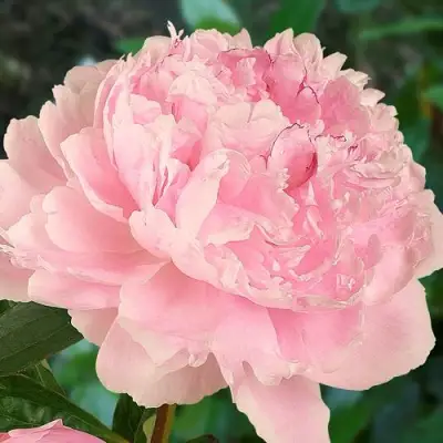 Пион САРА БЕРНАРД травянистый в Молодечно