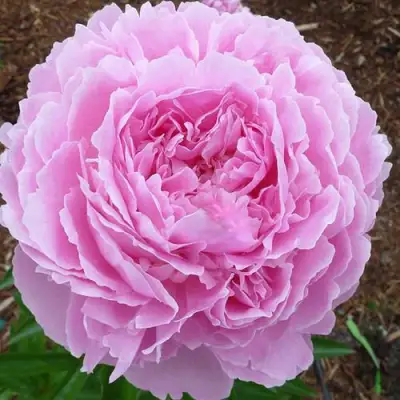 Пион ДЖАКОРМА травянистый в Молодечно