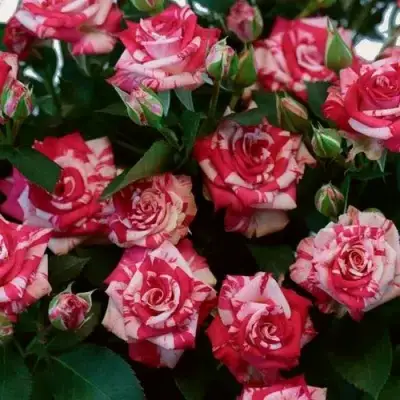 Роза ФАЙЕР ВОРКС миниатюрная в Молодечно