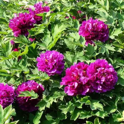 Пион ОРНАМЕНТ древовидный в Молодечно