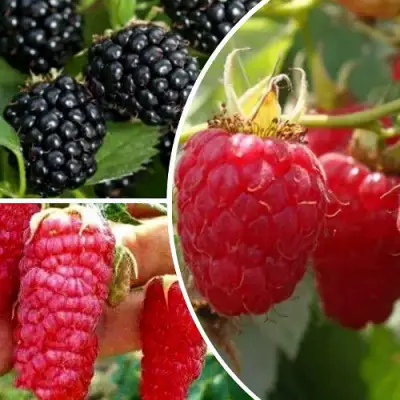 Комплект ЯГОДНЫЙ МИКС в Молодечно