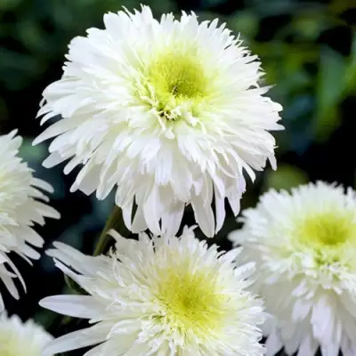 Нивяник ФИОНА ГОГХИЛЛ великолепный в Молодечно