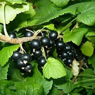 Смородина чёрная ВЕЛОЙ (ЛЕНИНГРАДСКАЯ СЛАДКАЯ) в Молодечно