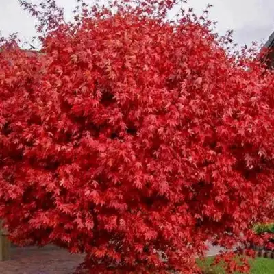 Клен гиннала  в Молодечно