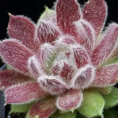 Молодило ТАРАНТУЛА в Молодечно