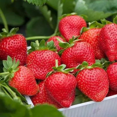 Клубника ЭЛИАНЕ в Молодечно