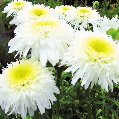 Нивяник ФИОНА ГОГХИЛЛ великолепный в Молодечно