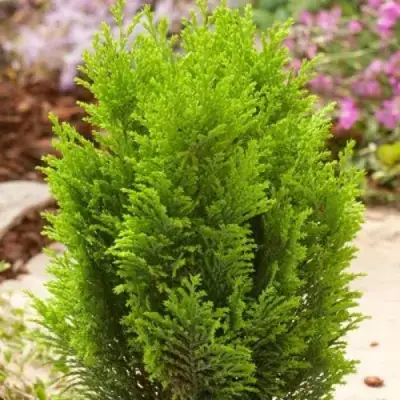 Кипарисовик ЭЛВУДИ ГОЛД лавсона в Молодечно