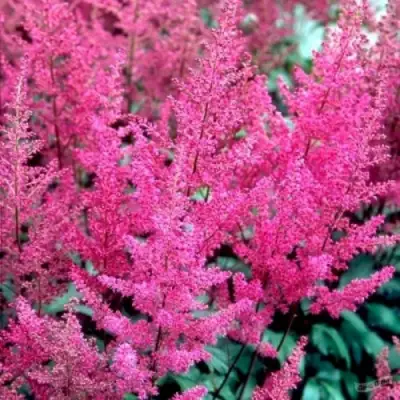 Астильба ЭЛИЗАБЕТ ВАН ВИН японская в Молодечно