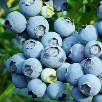 Голубика ПУРУ в Молодечно