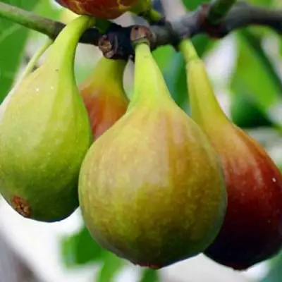 Инжир ДАЛМАТСКИЙ в Молодечно