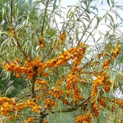 Облепиха ДАР МГУ в Молодечно