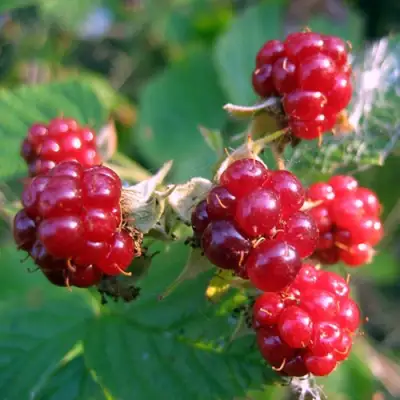 Княженика АСТРА в Молодечно