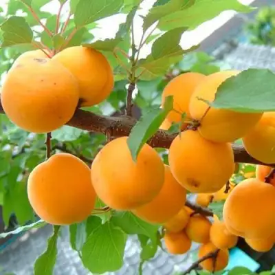 Абрикос ОРИГИНАЛ в Молодечно