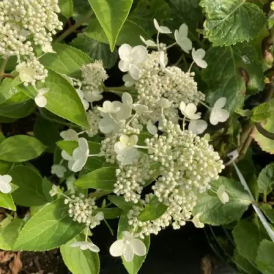 Гортензия ПРИМ ВАЙТ метельчатая в Молодечно