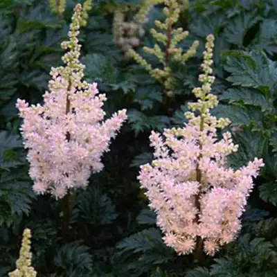 Астильба ЛИЛИПУТ курчавая в Молодечно