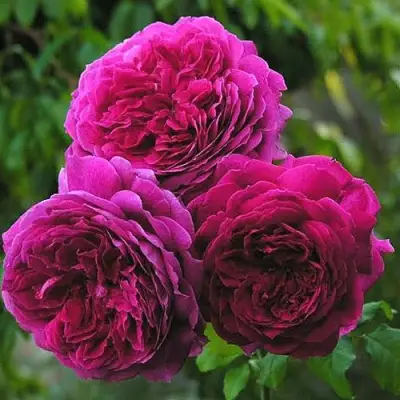 Роза КЕЙТ английская в Молодечно