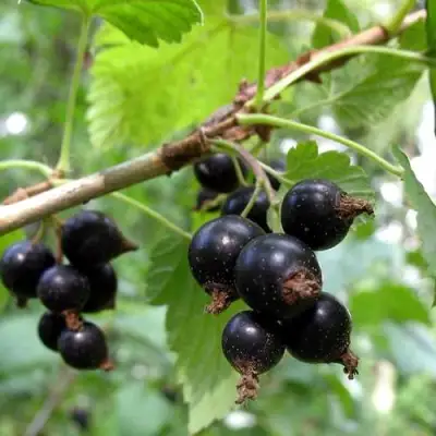 Смородина чёрная ШАРОВИДНАЯ в Молодечно