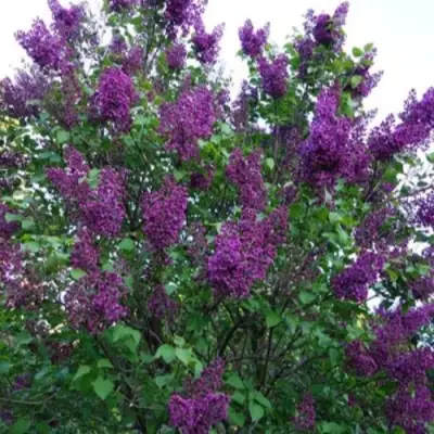 Сирень СУМЕРКИ в Молодечно