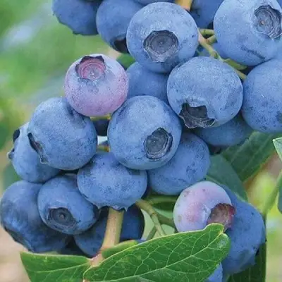 Голубика ЭРЛИБЛЮ в Молодечно