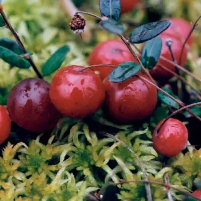 Клюква МАК ФАРЛИН в Молодечно