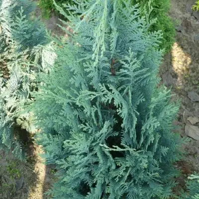 Кипарисовик КОЛУМНАРИС лавсона в Молодечно