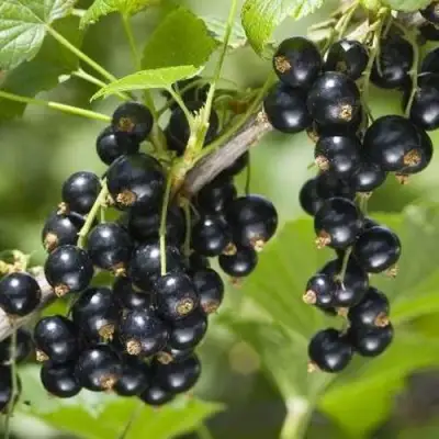 Смородина чёрная ВОЛШЕБНИЦА в Молодечно