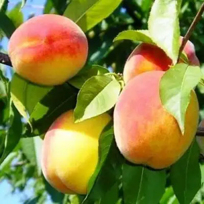 Персик ПАМЯТЬ ЛОЙКО в Молодечно