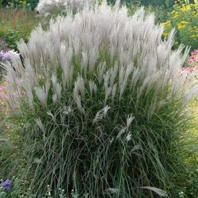 Мискантус КЛЯЙН СИЛЬБЕРСПАЙН китайский  в Молодечно