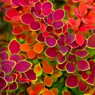 Барбарис ОРАНЖ САНРАЙЗ тунберга в Молодечно