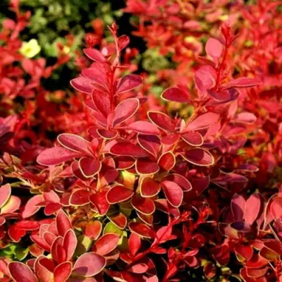 Барбарис КОРАЛ тунберга в Молодечно