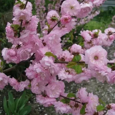 Миндаль ТРЁХЛОПАСТНЫЙ (луизеания) в Молодечно