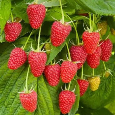 Малина БРУСВЯНА в Молодечно