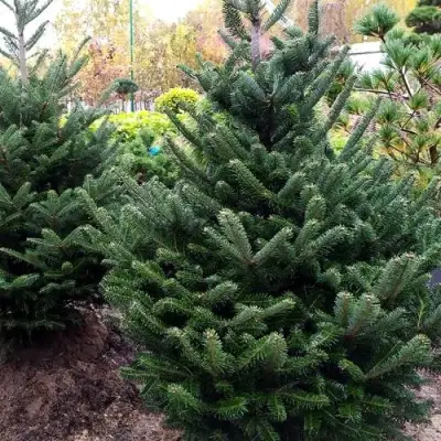 Пихта ФРАЗЕРА в Молодечно