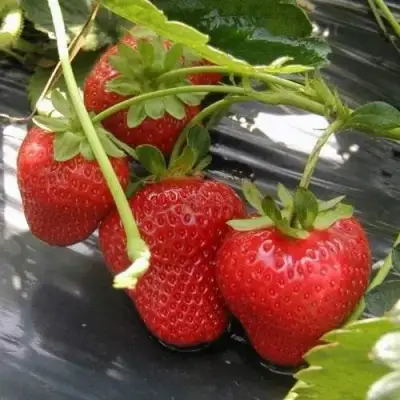 Клубника МОНТЕРЕЙ ремонтантная в Молодечно