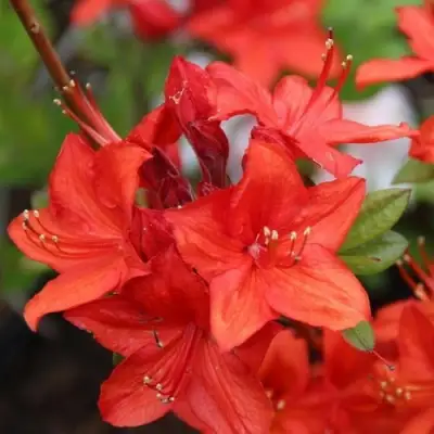 Азалия ПАРКФАЕР листопадная в Молодечно