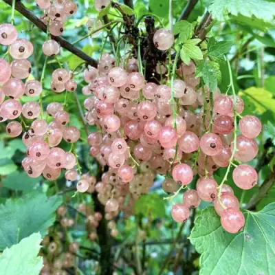 Смородина розовая ГОЛЛАНДСКАЯ РОЗОВАЯ в Молодечно