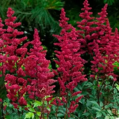 Астильба БУРГУНДИ РЕД Арендса в Молодечно