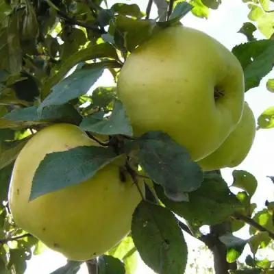 Яблоня АНТОНОВКА ОБЫКНОВЕННАЯ в Молодечно